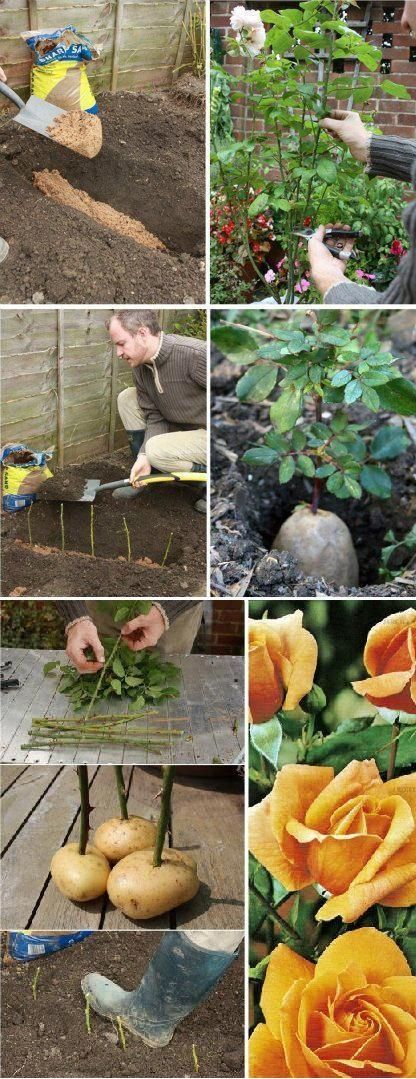 How to Propagate Roses Using Potatoes !! Awesome