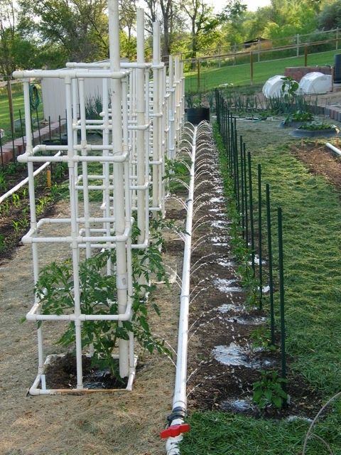 PVC tomato cage.