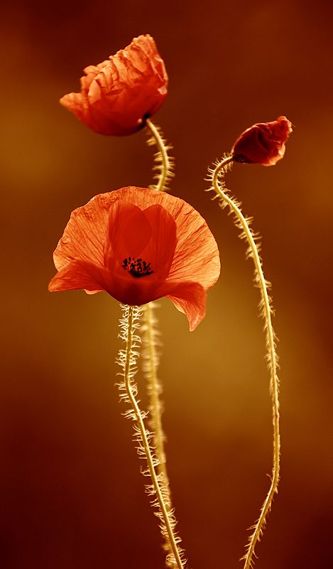 Poppy