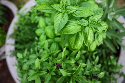 5 Best Herbs to Grow for Spring from The Family Kitchen, but I got it via Aggie’s Kitchen….ಌ