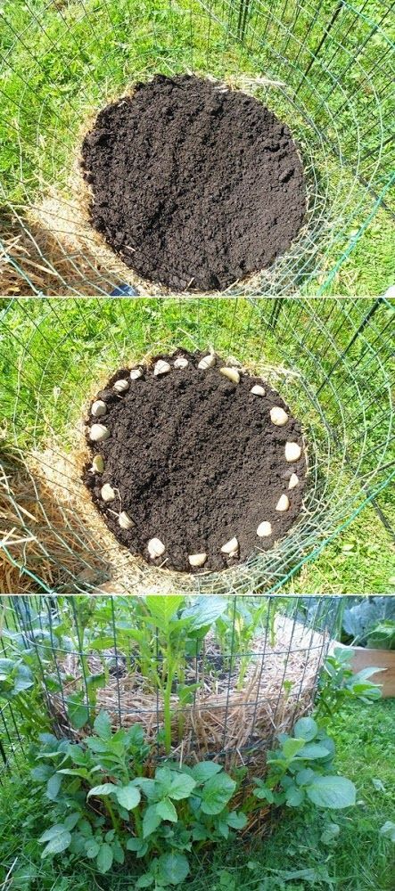 How to make a potato barrel using chicken wire