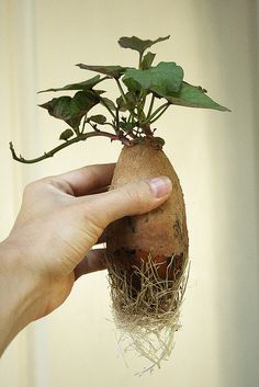 how to prep a sweet potato for planting