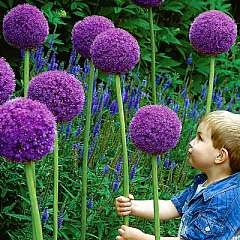 These are so cool-  often called truffula flowers inspired by Dr. Seuss- easy to grow too!