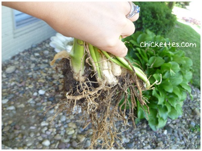 How to split a Hosta