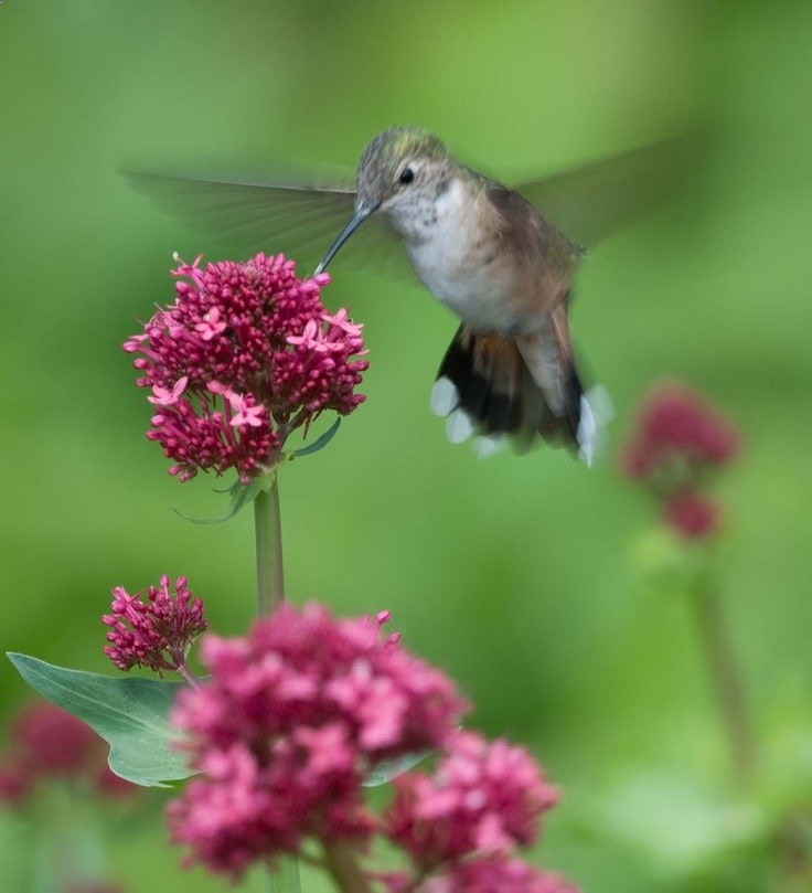 Attracting Hummingbirds to the Backyard Garden, shown here with Red Valerian.