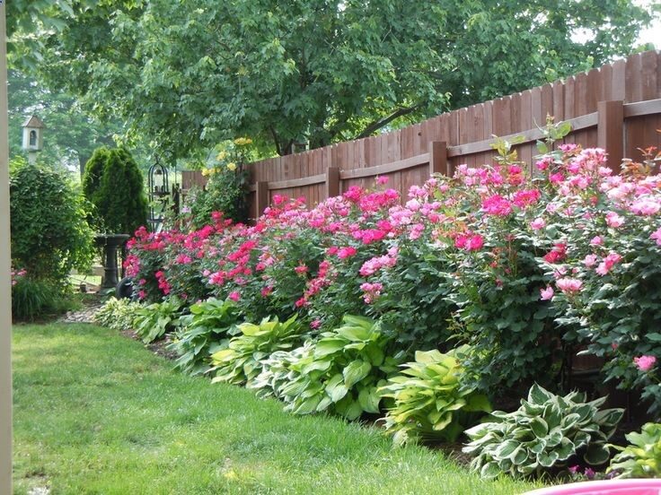 Knockout roses and hostas planted along fence >> This is so beautiful!