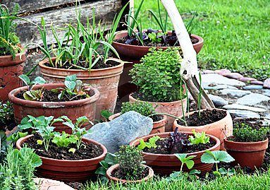 A productive growing guide for container vegetable gardening with all you need for growing an indoor or patio potted garden.