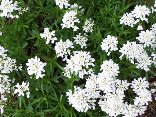 Perennial Candytuft the perfect border or edging plant. Blooms tiny white flowers in early spring and stays evergreen all year. Spreads into small mounds, but is not evasive, its my favorite flower for my garden. Works well in full sun or shade, needs little to no special care.