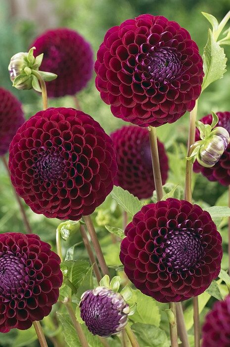 Dahlia Sp Downham Royal Variety