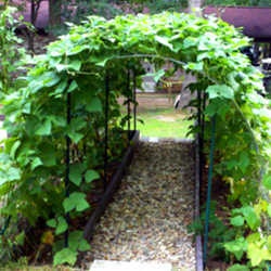 Use cattle panels to build an arched trellis & hoop house. Here’s mine planted in KY Wonder pole beans.