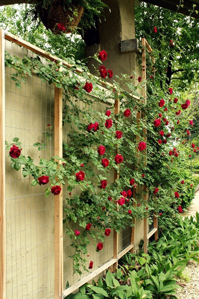 ~ My beloved Grandma loved roses – this would be lovely for the new backyard to remember her by. ~ How to make a rose trellis — cheap and more attractive than a lot of the ones in stores.
