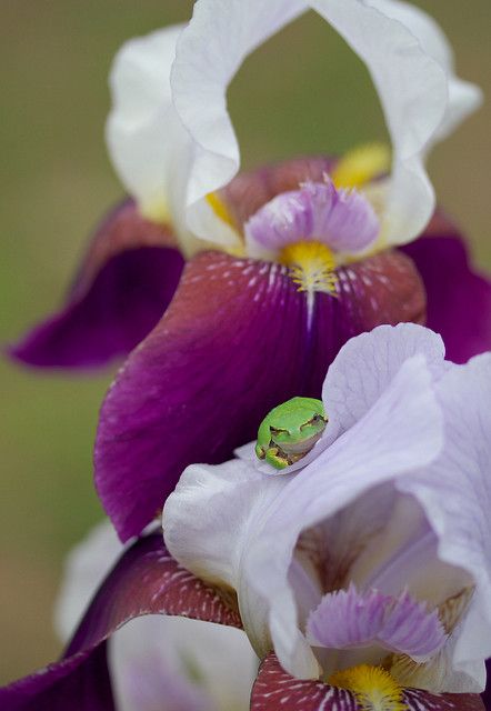 Iris