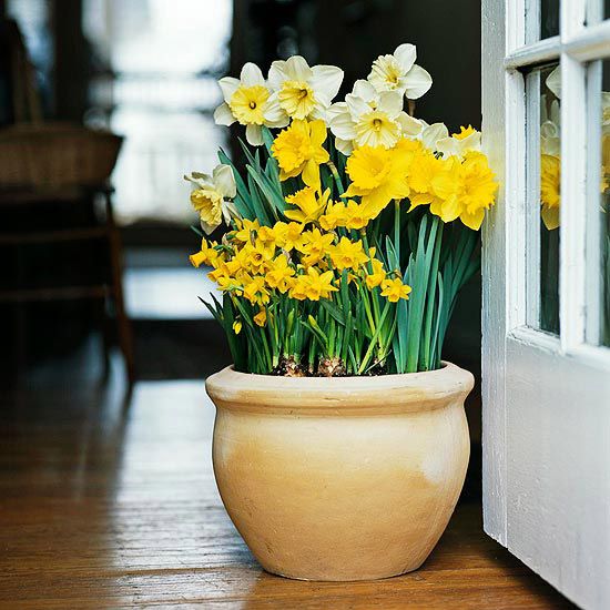 Design Idea: Try Them in Containers-Most bulbs do just as well in containers as they do in the ground. Create pots of spring joy with your favorite tulips, daffodils, and hyacinths by sinking them in the ground so they get winter cold or storing the containers in a cold garage or storage shed. When the bulbs fade, replace them with warm-weather favorites such as callas, cannas, or caladiums for summer-long beauty.