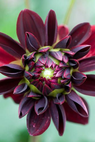 Dahlia ‘Arabian Night’!