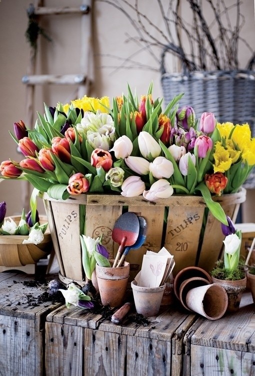 Looking forward to Spring, tulips, gardening!