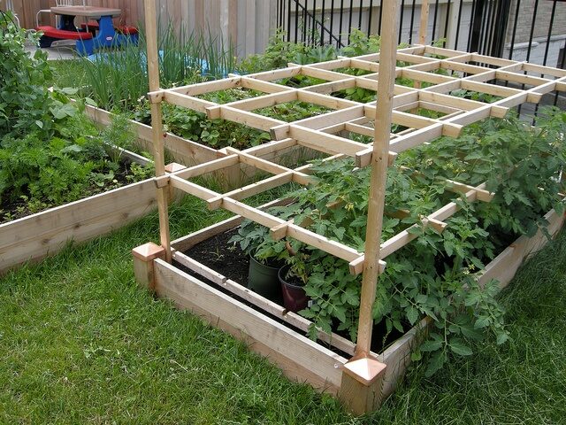 raised bed tomato trellis