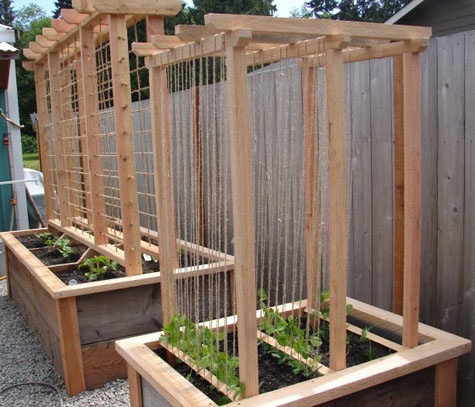 trellis ideas