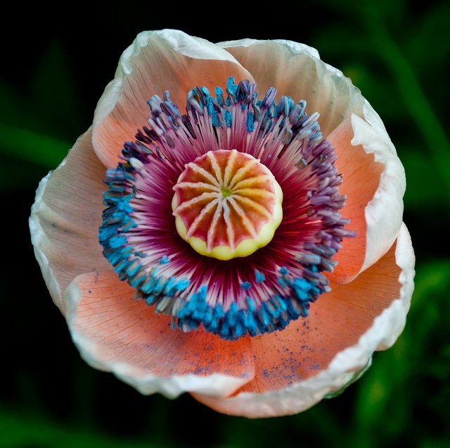 poppy