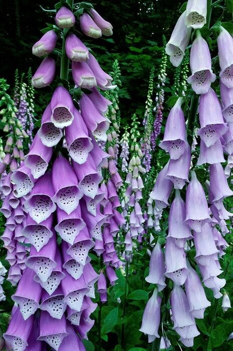 Foxglove