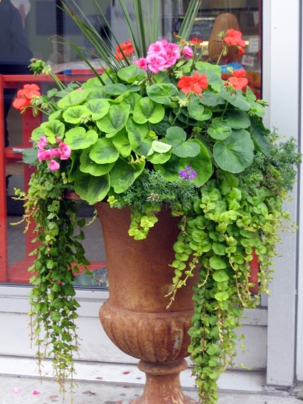 Tips on designing a container garden