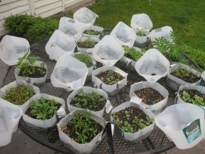 BELIEVE IT OR NOT, I start my summer garden in December and January, using a neat trick called Winter-Sowing. Winter-sowing is an outdoor method of seed germination (invented by Trudi Davidoff) which requires just two things: miniature greenhouses (made from recycled milk jugs) and Mother Nature. You can winter-sow your way to a beautiful garden, toofor pennies. Heres how: