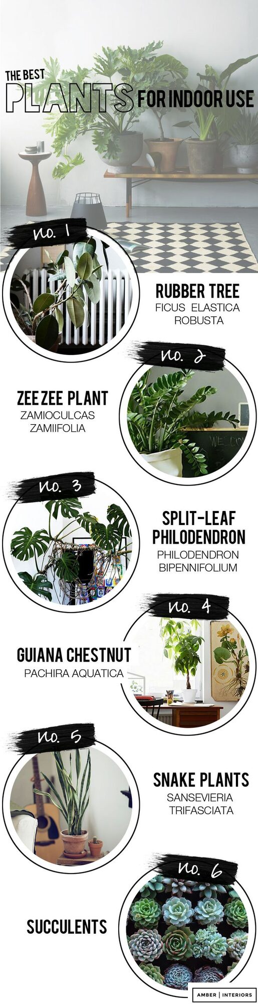 6 best indoor house plants Amber Interiors