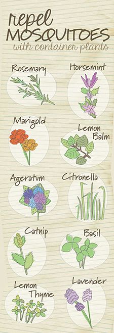 Plants that repel Mosquitos
