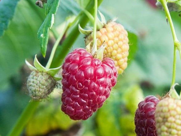 Go Forth and Be Fruitful: Advice for Growing Raspberries