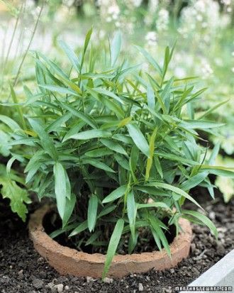 Tame Your New Plants –  to prevent invasive plants such as dwarf bamboo from overrunning your garden: Plant them in terra-cotta chimney flue tiles. Use a tile with a diameter that is at least 4 inches wider than the plant’s root ball. Sink the tile into the soil so that the lip sticks up 1 inch; plant inside the tile.