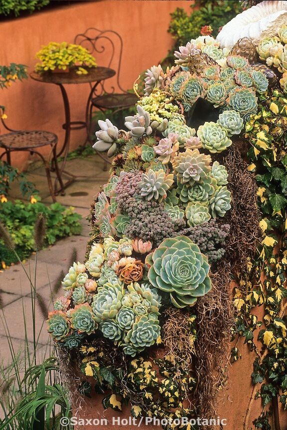 Succulent Wall