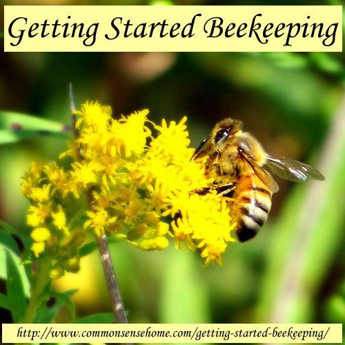 Getting Started Beekeeping @ Common Sense Homesteading