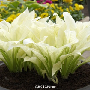 “White Feathers” Hosta- Comes up white in the spring and turns a super pale green in the summer.