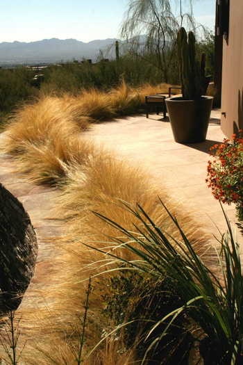 Mexican feather grass
