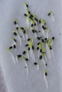 Super Easy Seed Starting: The Baggie Method