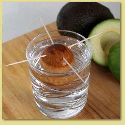 Grow your own avocado plant