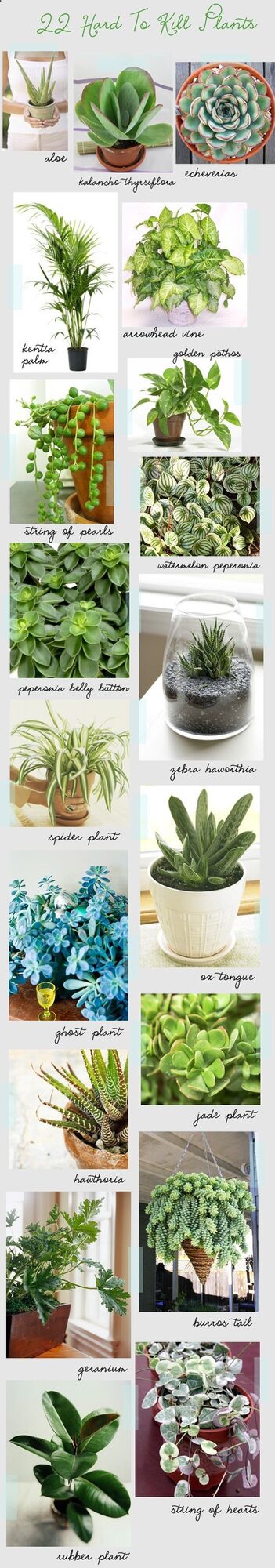 22 Hard To Kill House Plants