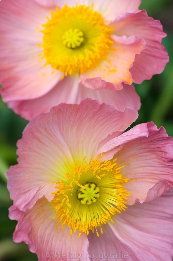 Iceland Poppy (Papaver nudicaule)