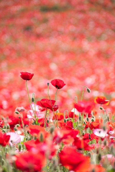 poppies
