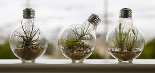 Lightbulb terrariums