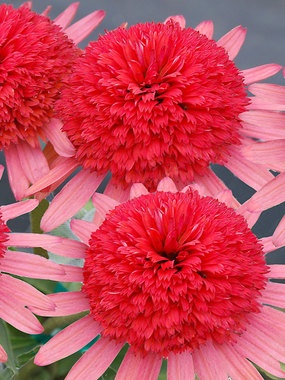 ✯ Echinacea ‘Secret Passion’
