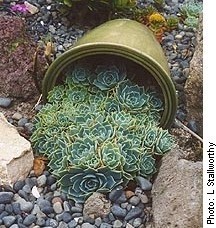 Love this idea for a succulent garden where it looks like its spilling out of a pot
