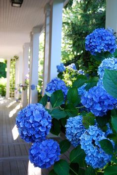 Tips for growing Hydrangea