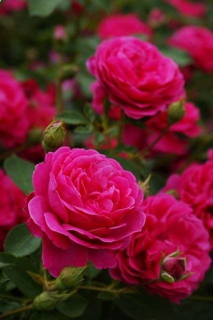 roses