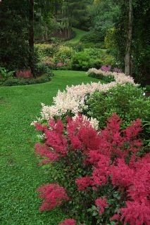 Astilbe border for shade.