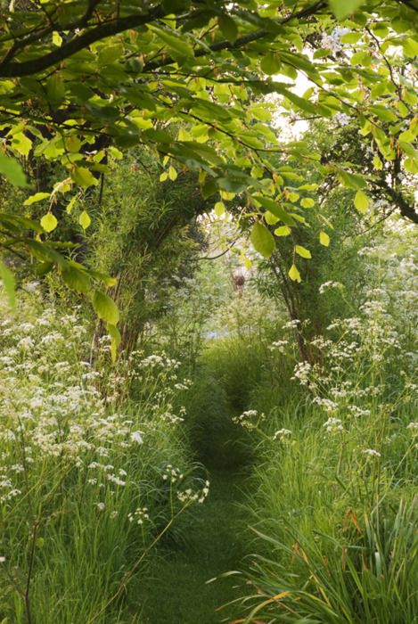 Path thru the Wildflowers.
