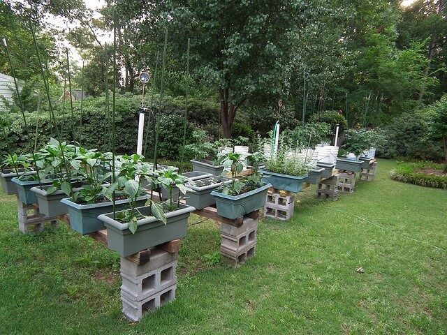 ALL of these rows & rows of raised planters use ONE hose & ganged mini-sprinklers atop PVC posts.