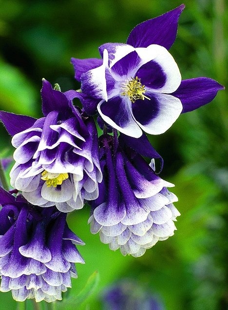 Purple Aquilegia  gardening, landscaping, plantings