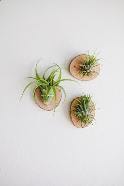 living wall art, air plants are super easy to take care of. No soil required! Just sun and some water