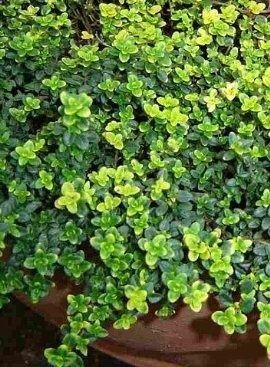 Mosquito repelling Creeping Thyme plant. It has citronella oil that makes it smell lemony. For front and back porch!
