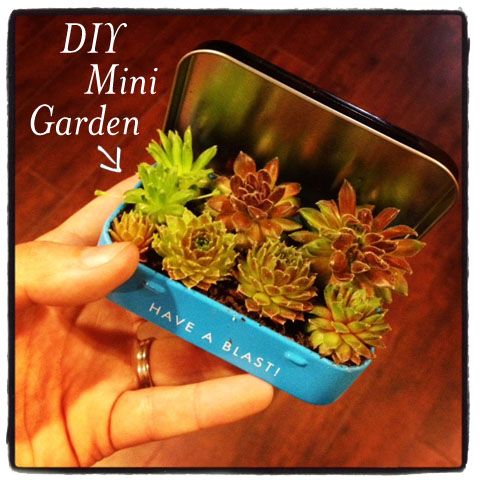Mini Garden.   What You’ll Need:        6-10 small sempervivum “chicks”      Metal breath mint tin      Awl or nail      Hammer      Glue gun (optional)      Approximately 1/2 cup of cactus potting mix